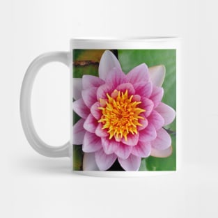 Captivating Pink Water Lily Mug